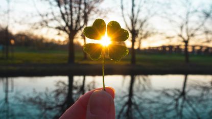 The sun shines through a four-leaf clover.