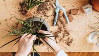 picture of person repotting aloe vera