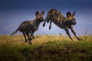 painted wolves