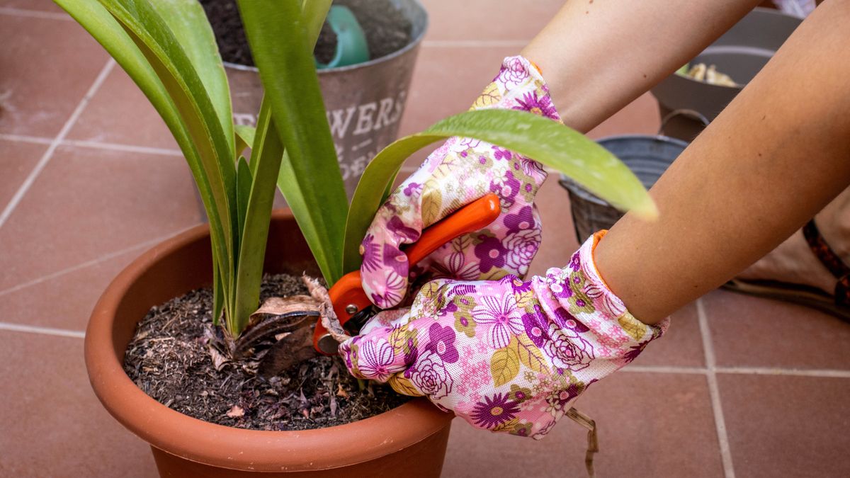 How to care for an amaryllis and make it bloom | Tom's Guide