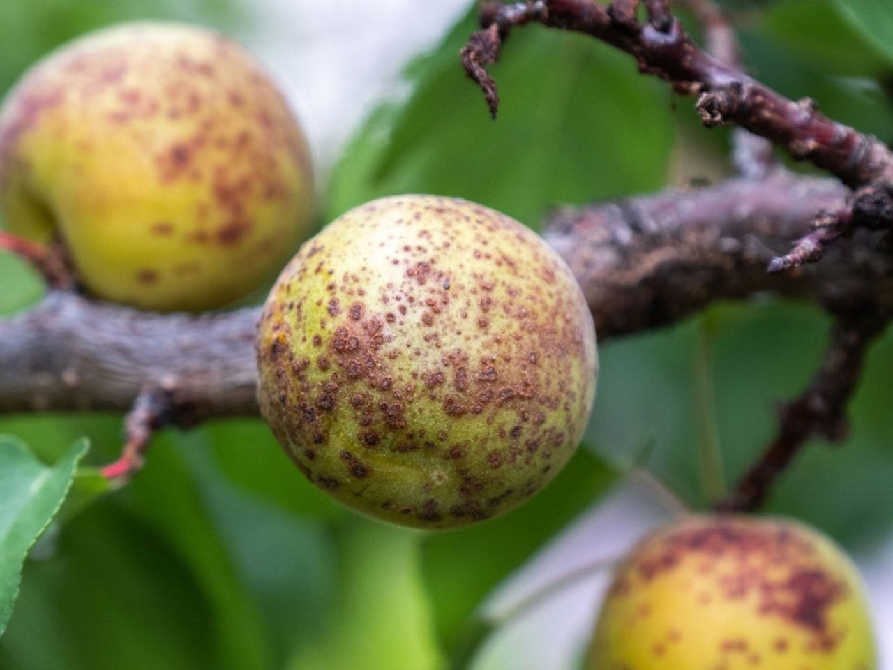 Diseased Apricot Tree