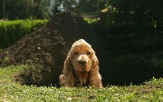 dog digging up garden