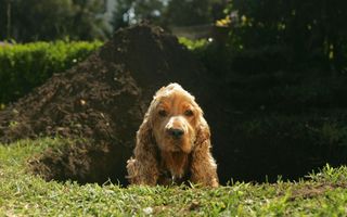 dog digging up garden