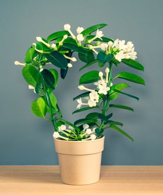 White scented flowering Stephanotis plant with arch shape in flower pot