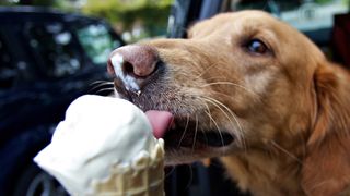 Dog eating ice cream