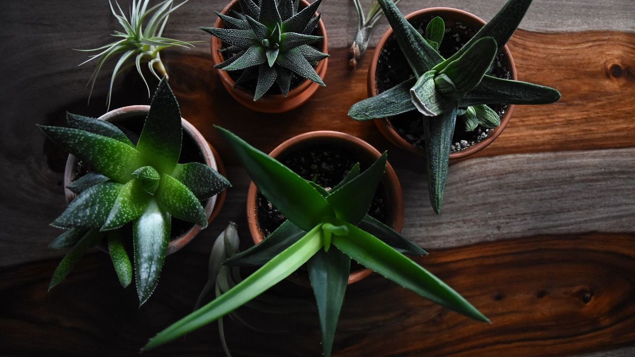 A group of aloe vera plants in a pot