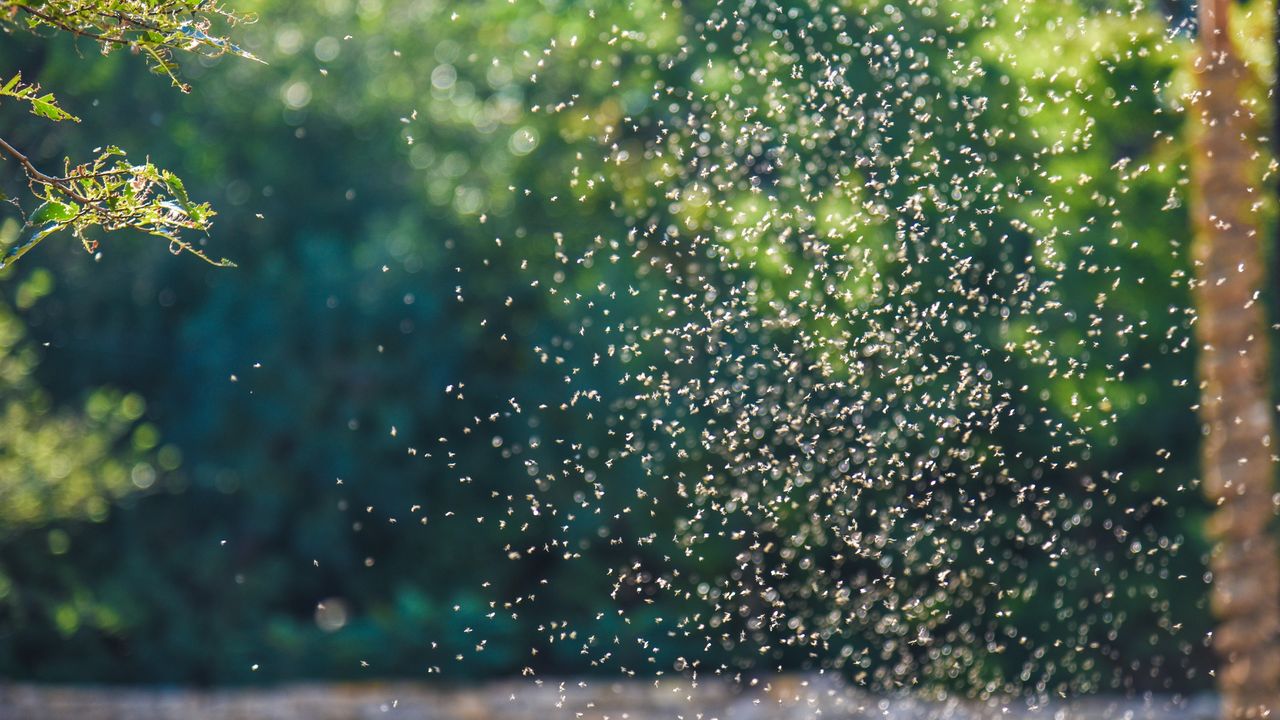 Midges swarm