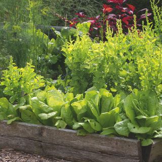 Wooden raised vegetable bed with plants including lettuce