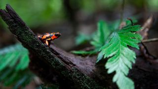 A harlequin poison dart frog (Oophaga histrionica). Poison dart frogs are among the most poisonous animals in the world — so they have developed tricks to avoid poisoning themselves.