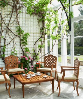 A white trellis with climbing plants in a bright conservatory