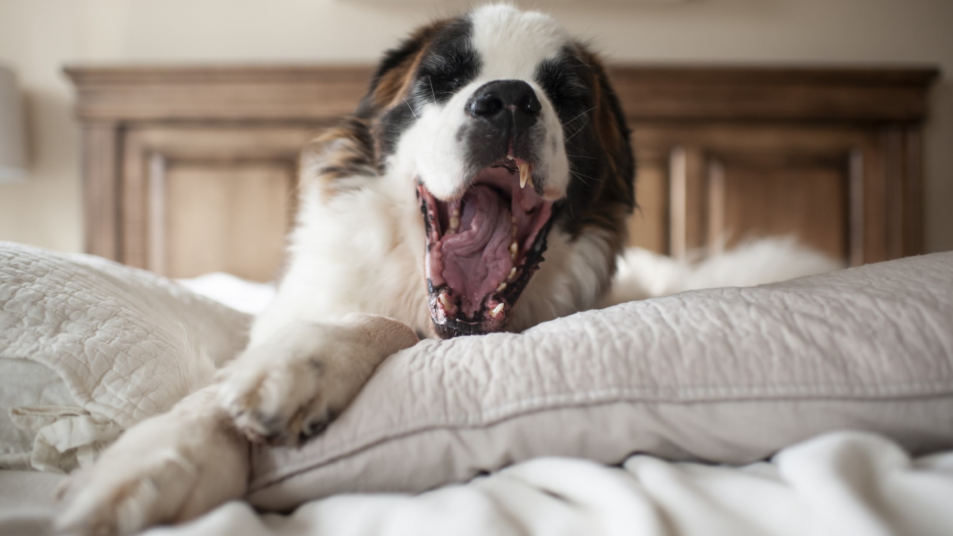 A Saint Bernard barking while laying on a bed