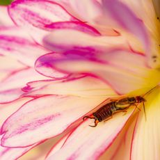 An earwig on a pink and white flower