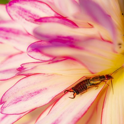 An earwig on a pink and white flower