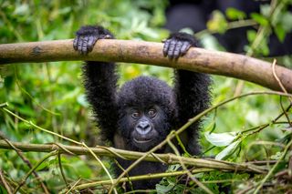 A baby gorilla at Virunga National Park in Congo, the oldest national park in Africa.