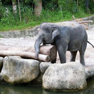 elephant carrying logs