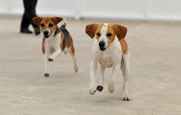 Gt Yorks. Hound Show Beagle &amp;amp; Harrier day 14.07.15