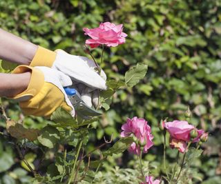 Deadheading a rose with pruning shears