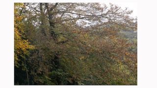 Image shows a corner crop on an image taken with a Sigma 14/24mm F2.8 DG HSM ART lens.