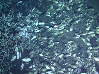 Clams on the seafloor of a hydrothermal vent area.