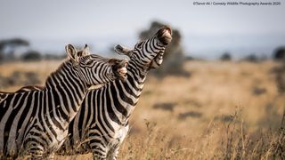 Zebra, Nairobi National Park, Kenya