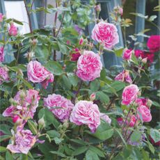 Pink roses growing on rose plant in garden