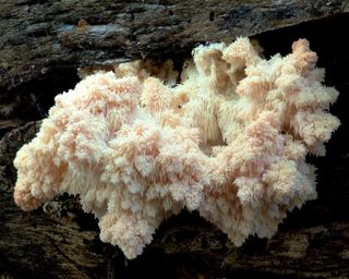 mushrooms lion's mane fungi growing on a log