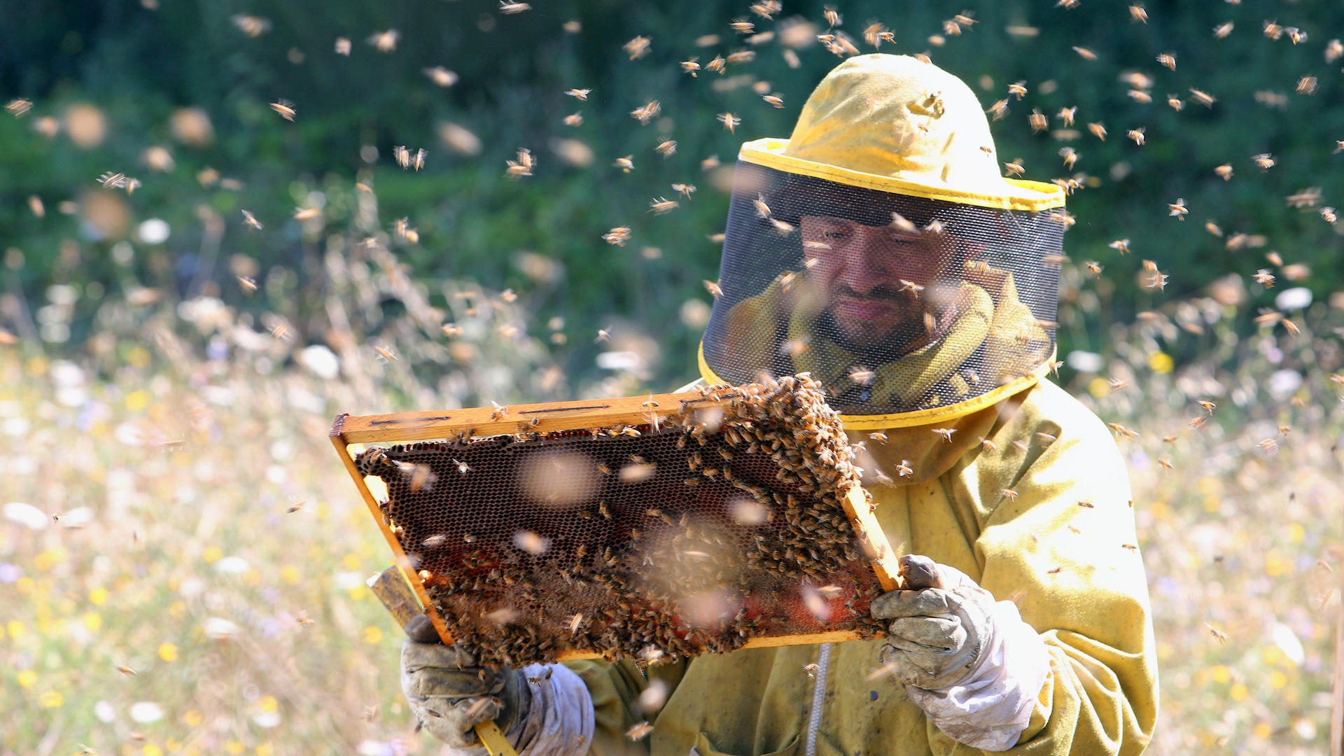 Beekeeper inspecting honeycomb