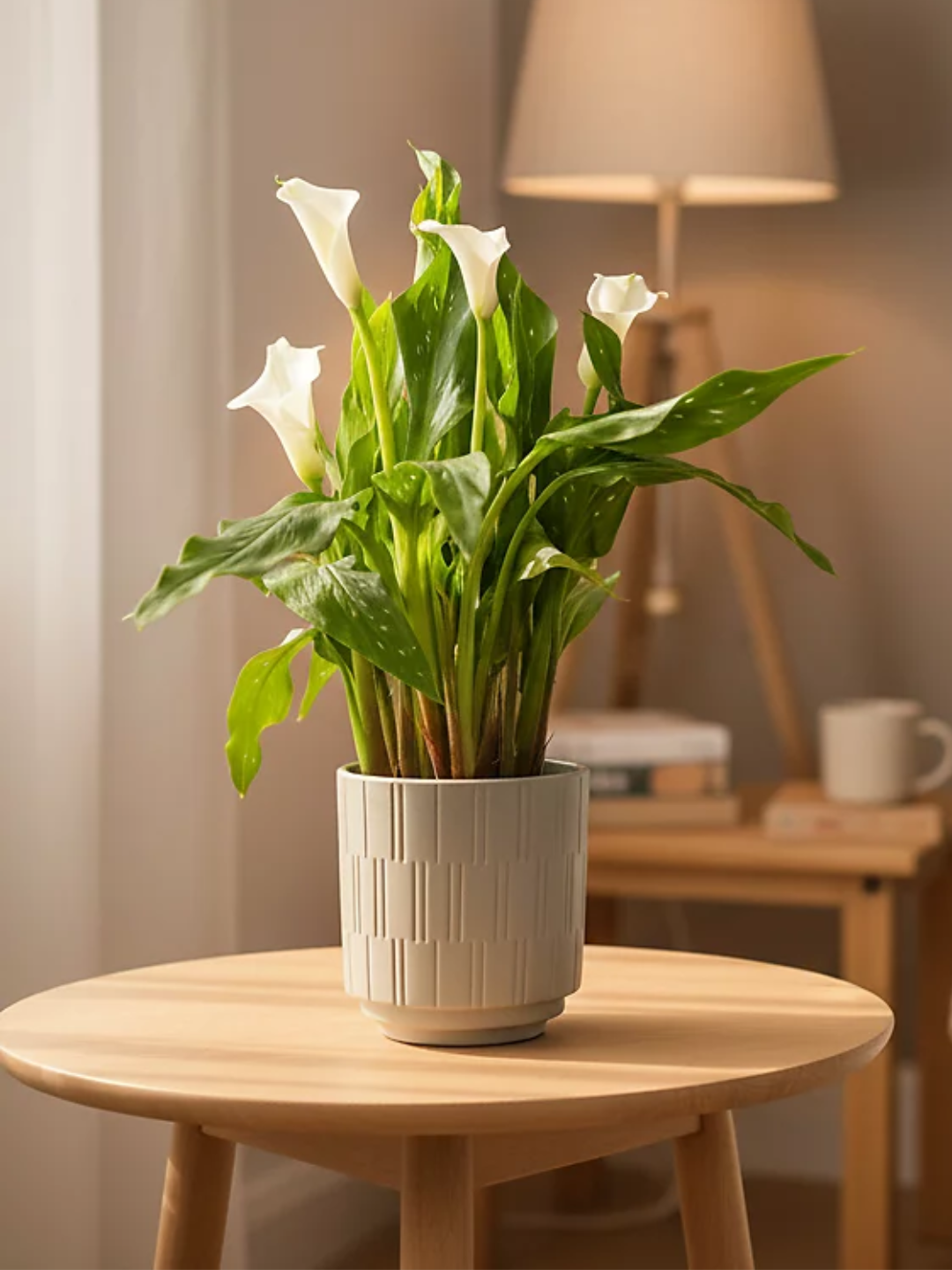 A potted white calla lily