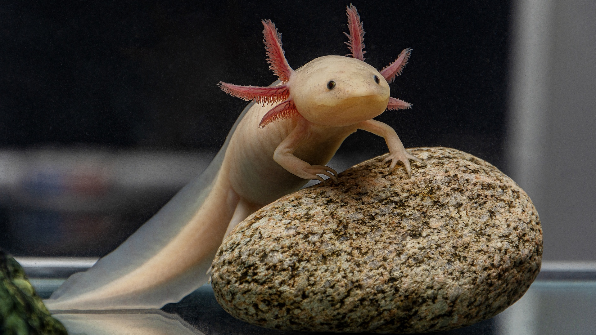Pink axolotl on a rock