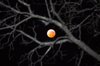 Wes Rabb captured the bright-orange blood moon through tree branches in Winston-Salem North Carolina.