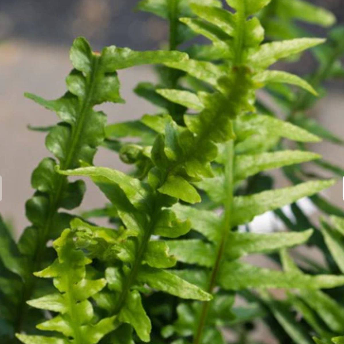 Dragontail fern