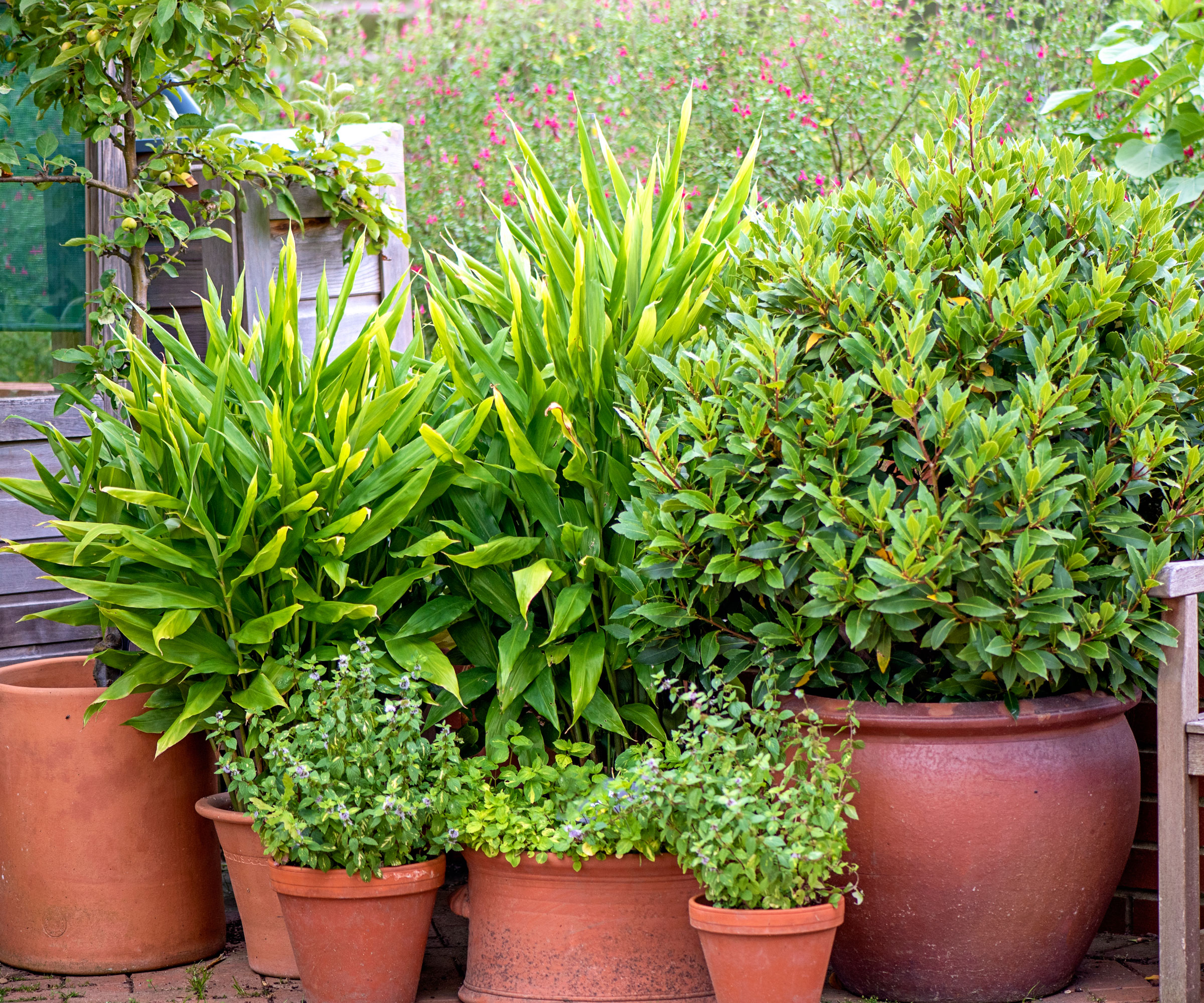 mixed container garden with mixed pots of evergreen plants