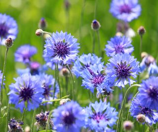 Cornflower