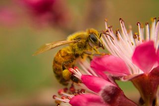 GuruShots - Macro Moments