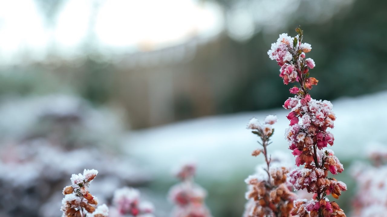 Frosted shrubs in a winter garden