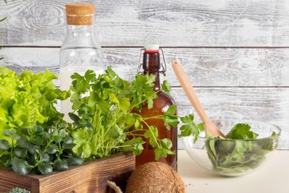 how to grow cilantro - coriander in a box with oil bottles
