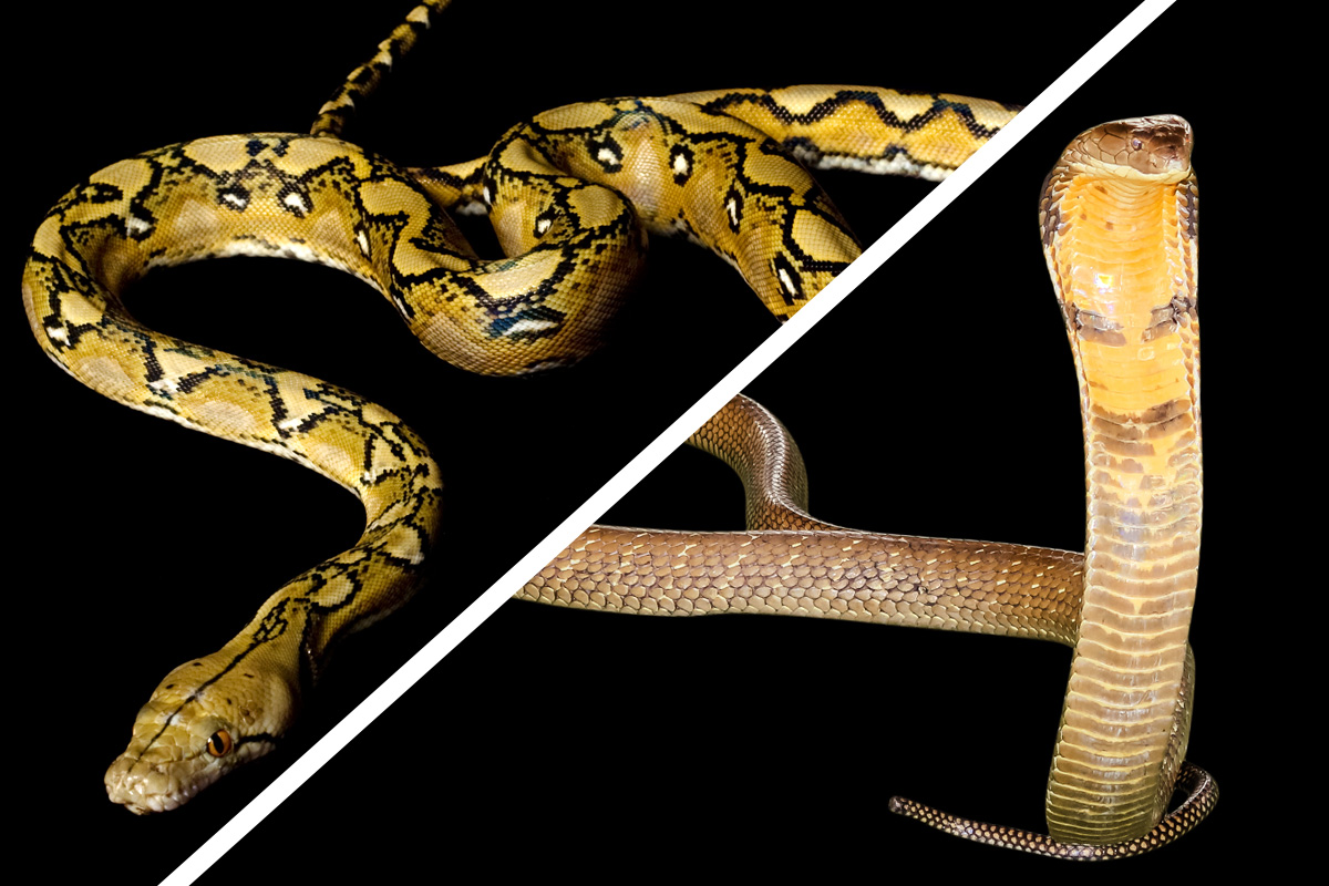 How boas save themselves from suffocation when constricting and