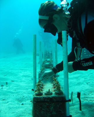researcher caring for coral nursery