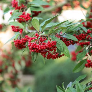 red berry plant