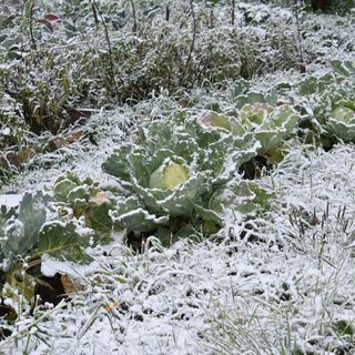 Winter greens covered in snow in a vegetable garden