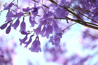 jacaranda blooms