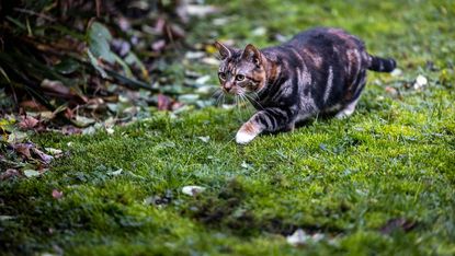 A cat preparing to launch itself 