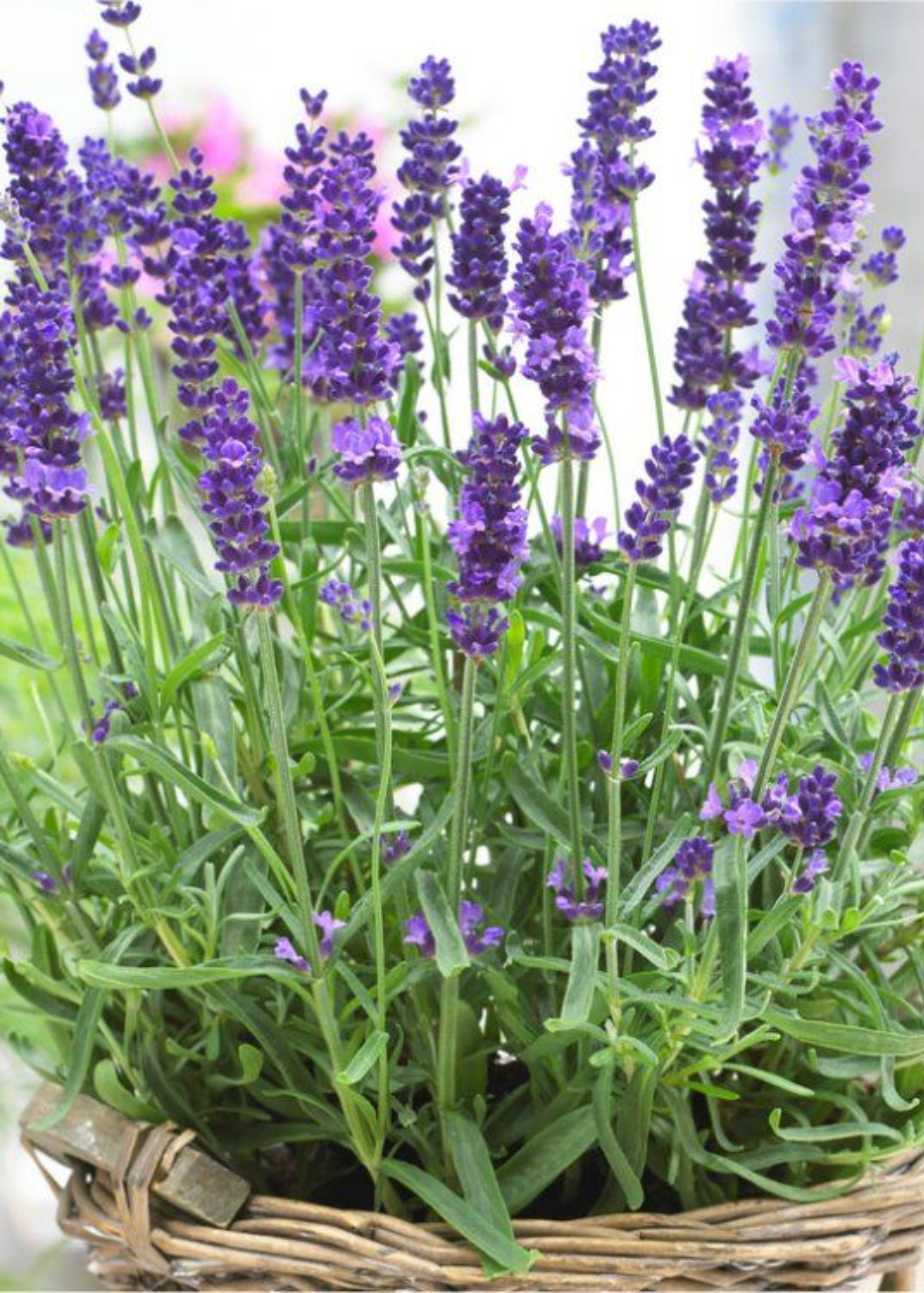 A woven planter with lavender