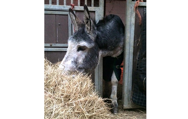 donkey goat2