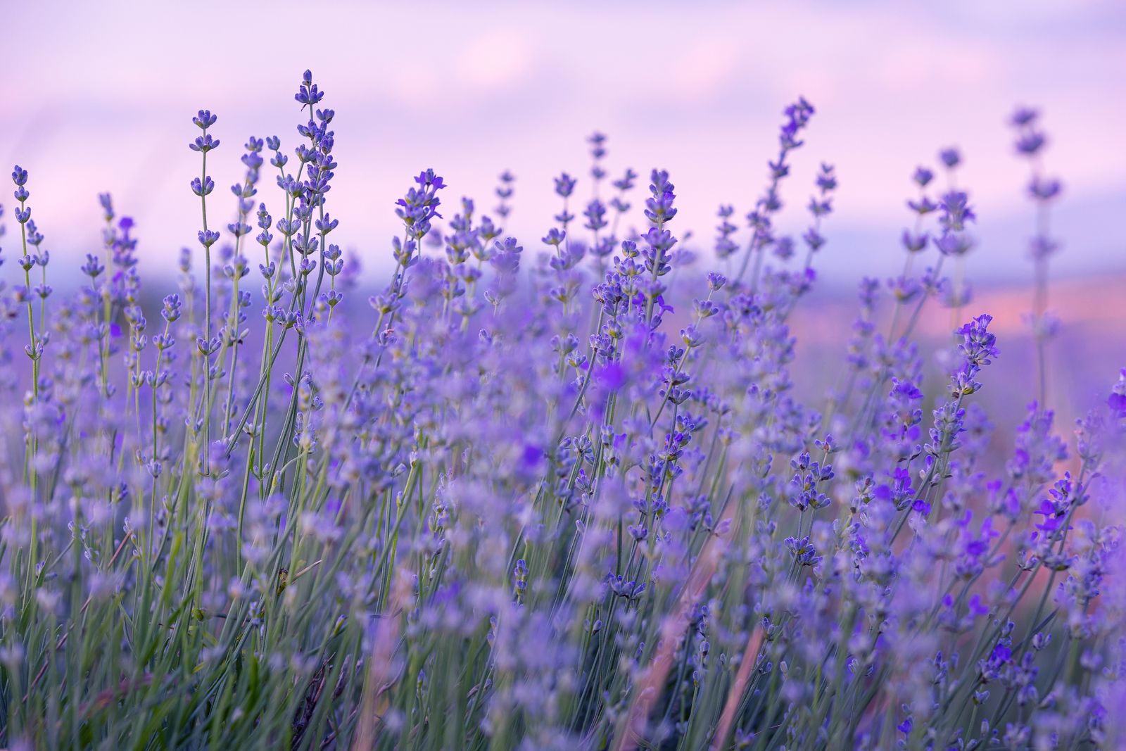 Drought Tolerant Plants — 10 Varieties for a Water-Wise Yard | Livingetc