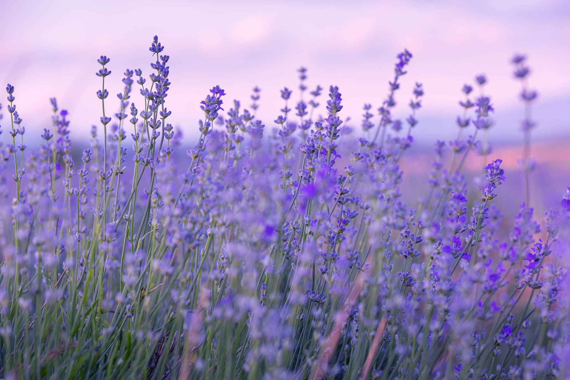 What Are the Different Types of Lavender? 5 Main Varieties | Livingetc