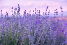 Lavender purple flowers close-up on sky background, summer field