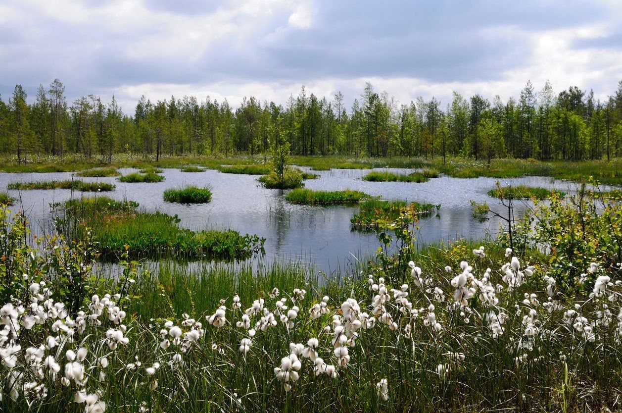 Wildflowers Growing In A Wet Area