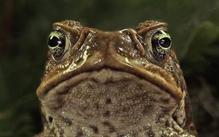 cane-toad-100624-02