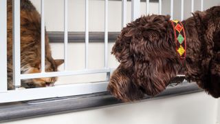 Cat and dog on either side of baby gate